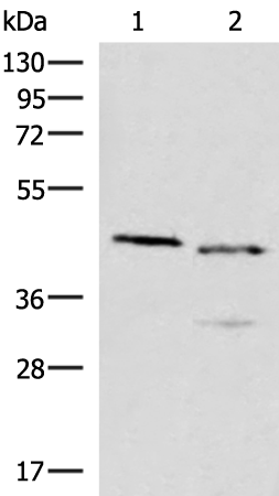 Rabbit Polyclonal Antibody to RUNX3