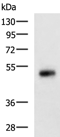 Rabbit Polyclonal Antibody to SCTR