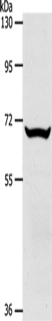 Rabbit Polyclonal Antibody to SLC33A1