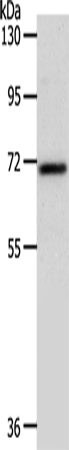 Rabbit Polyclonal Antibody to SOX13