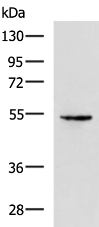 Rabbit Polyclonal Antibody to STEAP4