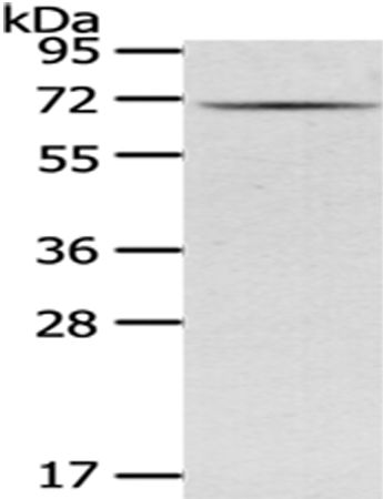 Rabbit Polyclonal Antibody to GAD1