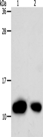 Rabbit Polyclonal Antibody to TXN