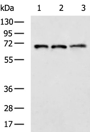Rabbit Polyclonal Antibody to CD93