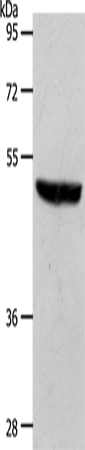 Rabbit Polyclonal Antibody to S1PR1