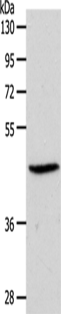 Rabbit Polyclonal Antibody to S1PR3