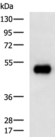 Rabbit Polyclonal Antibody to ACR