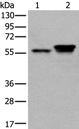 Rabbit Polyclonal Antibody to ACVR1