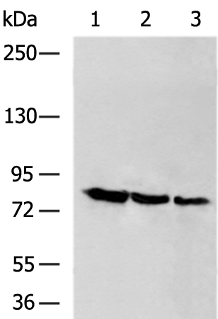 Rabbit Polyclonal Antibody to ADAMTS15