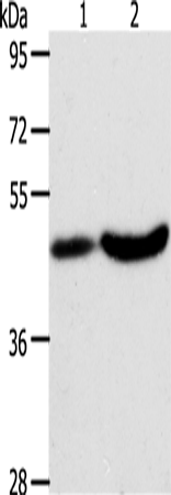 Rabbit Polyclonal Antibody to PLIN2