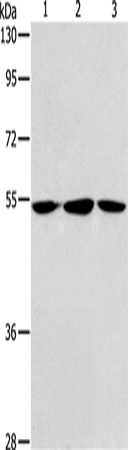 Rabbit Polyclonal Antibody to ALDH9A1