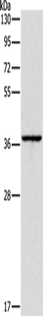 Rabbit Polyclonal Antibody to APOL2