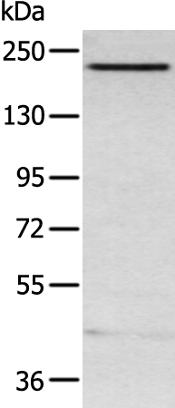 Rabbit Polyclonal Antibody to ARID2