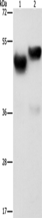 Rabbit Polyclonal Antibody to AMZ1