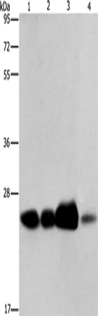 Rabbit Polyclonal Antibody to ARFRP1