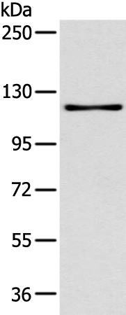 Rabbit Polyclonal Antibody to ARHGAP4