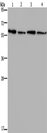 Rabbit Polyclonal Antibody to ART4