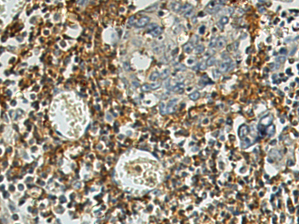 Rabbit Polyclonal Antibody to CD44