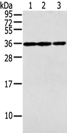Rabbit Polyclonal Antibody to PITX3