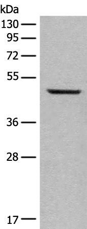 Rabbit Polyclonal Antibody to AURKA