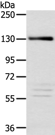 Rabbit Polyclonal Antibody to RBL2