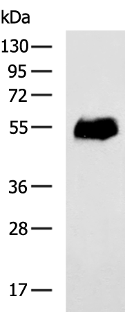Rabbit Polyclonal Antibody to GIPR