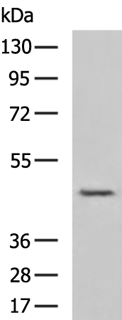 Rabbit Polyclonal Antibody to GAPDHS