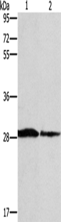 Rabbit Polyclonal Antibody to SPR