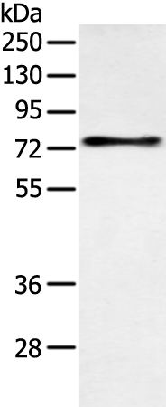 Rabbit Polyclonal Antibody to SOX9