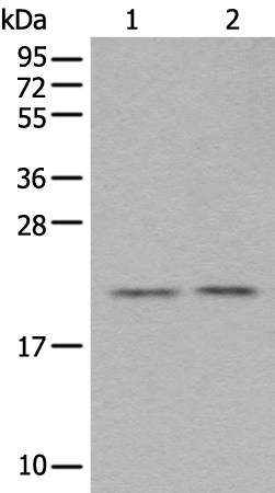 Rabbit Polyclonal Antibody to ASF1A