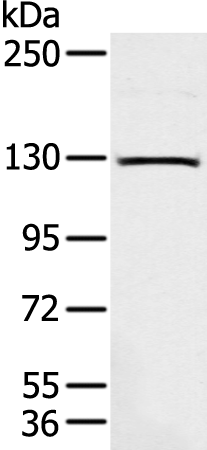 Rabbit Polyclonal Antibody to PPP1R13B