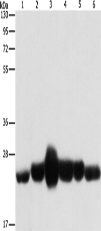 Rabbit Polyclonal Antibody to CAV1