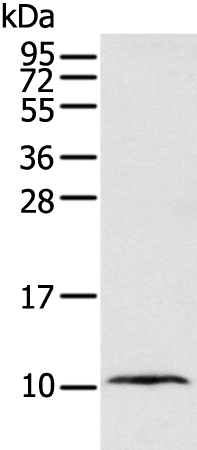 Rabbit Polyclonal Antibody to DEFA1B