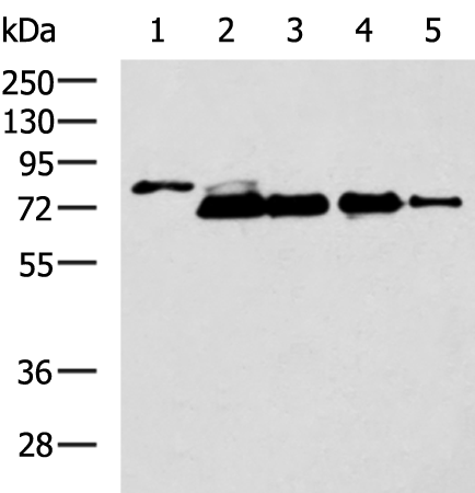 Rabbit Polyclonal Antibody to MMP2