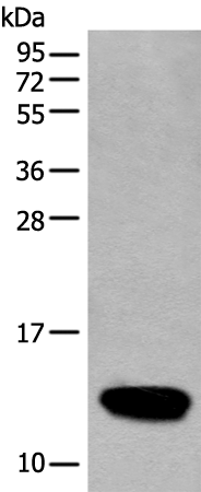 Rabbit Polyclonal Antibody to COX6A2