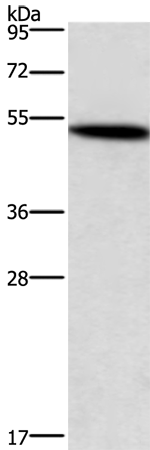 Rabbit Polyclonal Antibody to SMAD3