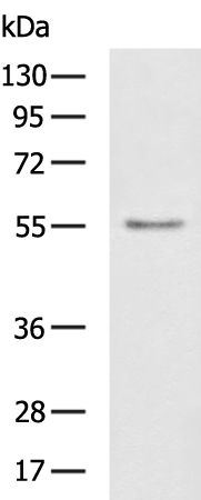 Rabbit Polyclonal Antibody to ASIC1