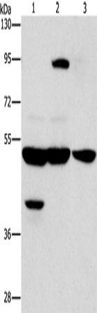 Rabbit Polyclonal Antibody to STK3/STK4