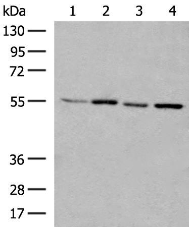 Rabbit Polyclonal Antibody to CCR6