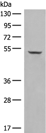 Rabbit Polyclonal Antibody to SIGLEC6