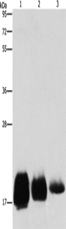 Rabbit Polyclonal Antibody to CD59