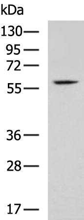 Rabbit Polyclonal Antibody to CDK19