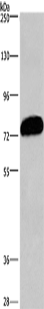 Rabbit Polyclonal Antibody to CDCP1
