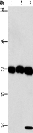 Rabbit Polyclonal Antibody to CKAP4
