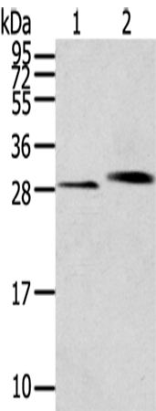 Rabbit Polyclonal Antibody to CLIC4