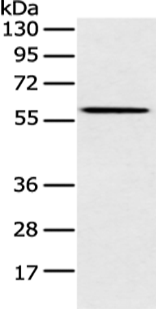 Rabbit Polyclonal Antibody to CLPTM1L