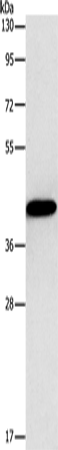 Rabbit Polyclonal Antibody to GJC1