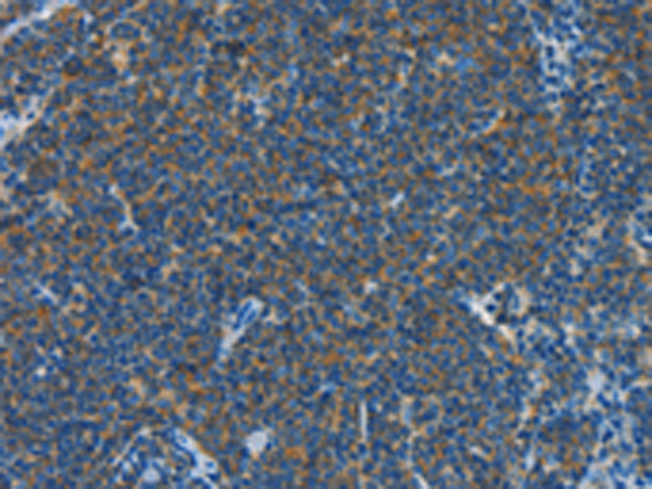 Rabbit Polyclonal Antibody to CNTNAP3