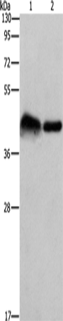 Rabbit Polyclonal Antibody to CRELD1