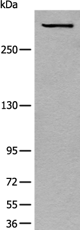 Rabbit Polyclonal Antibody to COL7A1